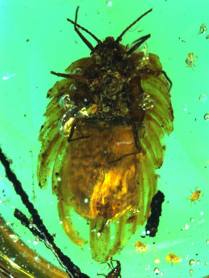  The female ensign scale insect is preserved in a piece of amber retrieved from a mine in northern Myanmar (Burma). The specimen was trapped while carrying around 60 eggs and her first freshly hatched nymphs. The eggs and nymphs are encased in a wax-coated egg sac on the abdomen. This primitive form of brood care protects young nymphs from wet and dry conditions and from natural enemies until they have acquired their own thin covering of wax. 